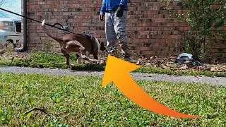 LAWN CARE ROOKIE MISTAKE: BEWARE OF DOGS!