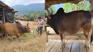 Thauj Ntxhais Vauv Tus Nyuj Ntxhais Vauv Yuav Noj Tshoob 