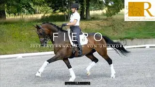 SOLD!!Dressurpferd - 2011 Bayernwallach von Un Amore, Stm. ca. 1,77, S-Dressur - Fiero