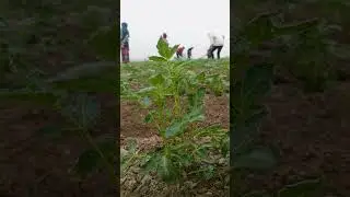 আলুর জমি । আলু চাষ । potato farming #potato #plant