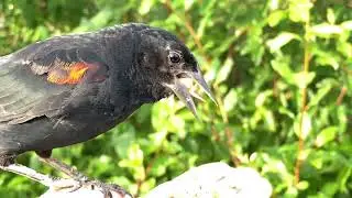 Hand-feeding Birds in Slow Mo - Red-winged Blackbird, Black-capped Chickadee