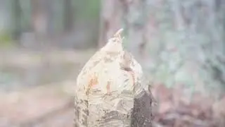 The Sounds of Breadloaf