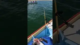 Curvina #pesca #JRpesca #viral #pescadeportiva #fish #fishing #curvina