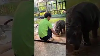 Hippo Loves This Man | #shorts #animals #pets #love