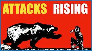 Why Are Bear Attacks Rising Across Japan?
