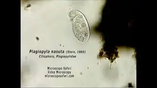 Plagiopyla nasuta