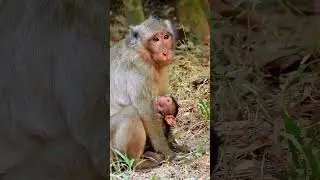 Monkey Grab In Cambodia Good All Monkeys In Khmer #158