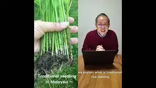How to use rice planter (2 seedling)