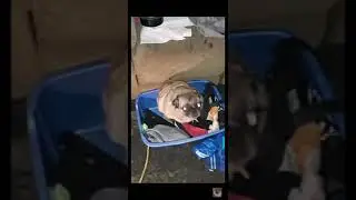 pug dancing