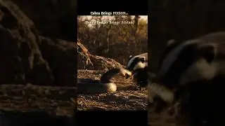 Fearless Badger VS Venomous Snake