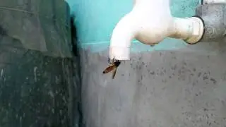 Gionee dream d1 camera sample video