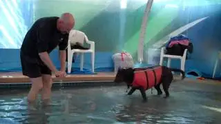 Rummy's Beach Club - Warm Water Dog Swimming