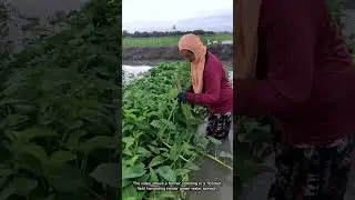 How Is Water Spinach Harvested from a Flooded Field?