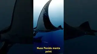 Nusa penida island #scubadiving #gopro #underwater #diving #ocean #scuba #