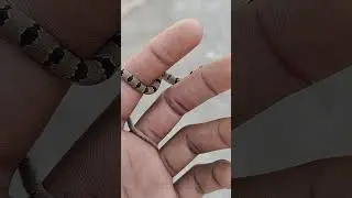 Common kukri snake 🐍🐍
