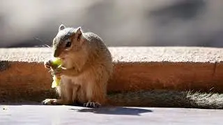 Smith's bush squirrel (Paraxerus cepapi) - Leokwe in Mapungubwe (South Africa) 20-6-2019
