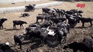الحمى القلاعية كارثة جديدة تستهدف ثروة العراق الحيوانية.. تقرير خاص في حلقة الليلة من حديث بغداد.