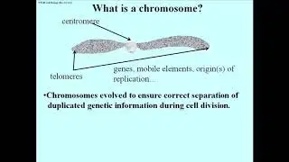 171-2 DNA, Chromosomes, Karyotypes & Gene Maps