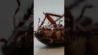lifestyle of cockroaches.    #livingthings #lifestyle #animal