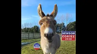 I'll Never Ride a Donkey