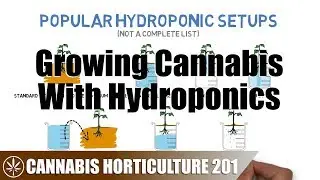 Intro to Growing Cannabis With Hydroponics