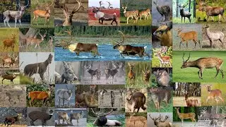 List Of Deer Species In The World