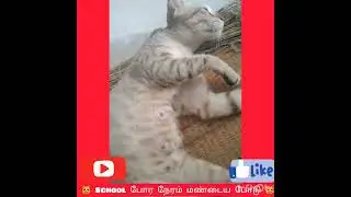 😻 School போர நேரம் மண்டை போடு 😻 Cat Funny Voice 😻😻😻😻
