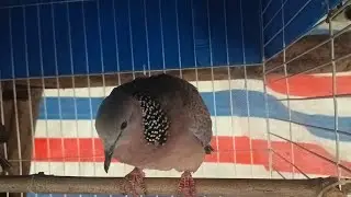 Relaxing Cuckoo Bird Sound in Nature | No Talking | Bird Watching