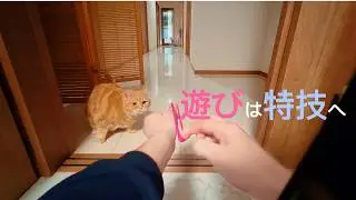 【遊び・癒し】リリちゃんとの遊びの様子を動画にしてみた！