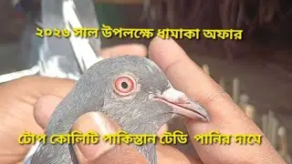 ২০২৬ সাল উপলক্ষে ধামাকা অফার। মাএ ১হাজার টাকা জোড়া হাই ফিলাইন কবুতর কিনুন। ১৭/১২/২৫#সেল পোস্ট 