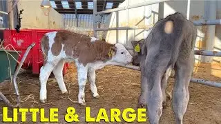Project Calf House | Big Calf Vs Small Calf | Expensive Joiner