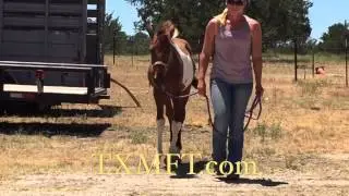 Mfthba gelding for sale in TX, Pinto Foxtortters for sale in Texas