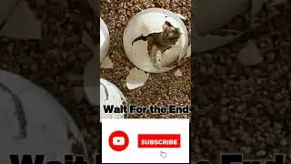 Witness Part 3 of the Just Born Series - Baby Turtles!