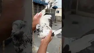 How to Tie Pigeon Feathers with a Rubber Band #kalapati #pigeonhouse #kabootar #birds #pigeon101