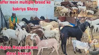 OFFER mein multiple breed ke bakriya or hunter sheep Rajasthani females available in Hyderabad 