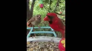 Cardinals feeding love..❤️💞#cardinals #birdfy #birdwatching #birds #birdfeeder  #feeding