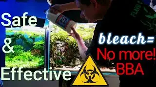 How to get rid of ALGAE from your aquarium plants?! Fish tank algae control.