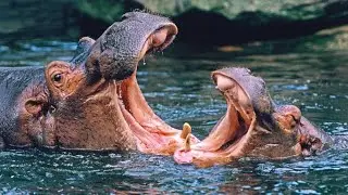 Hippos Look Cute&hellip; Until You Learn the Truth