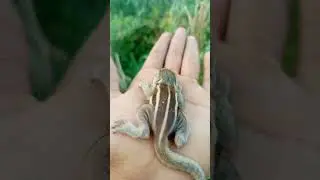 how to take care a baby squirrel 🐿️