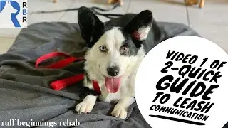 Part 1 of 2-Good and Bad dog leash communication breakdown