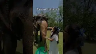 Add this to your Jaipur Trip🐘 #elephant #elephantsafari #farmlife #jaipur #uniqueexperience