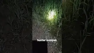 pelan batu dengan mudah di pikat hanya dengan mp3 dan senter