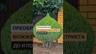 Если у вас есть #можжевельник #СТРИКТА, то это видео для вас💯👌 #доипосле #стрижкаможжевельника#сад