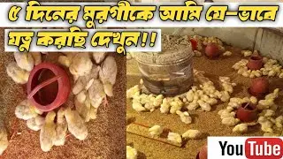 ৫ দিনে আমার মুরগির যে অবস্থা এবং যেভাবে দেখাশোনা করছি দেখুন।। poultry video।। Farming video।। Boylar