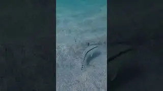 【尾鷲市・三木浦マリンパーク】静かで美しい海で過ごす、プライベート時間 #水中撮影 #djiosmoaction4