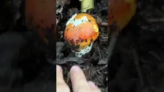 Ma che belli questi funghi a fine novembre