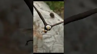 The bald eagle (Haliaeetus leucocephalus)