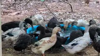 Bath time at the watering hole 🤠.   #duckadventures  #ducklife #outdoorlife 