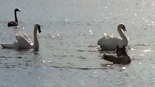 Lihkku attack Swan Siberian Husky vs Swan Recording with the cellphone