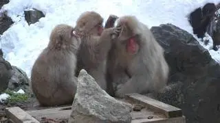 地獄谷野猿公苑　猿の毛づくろい